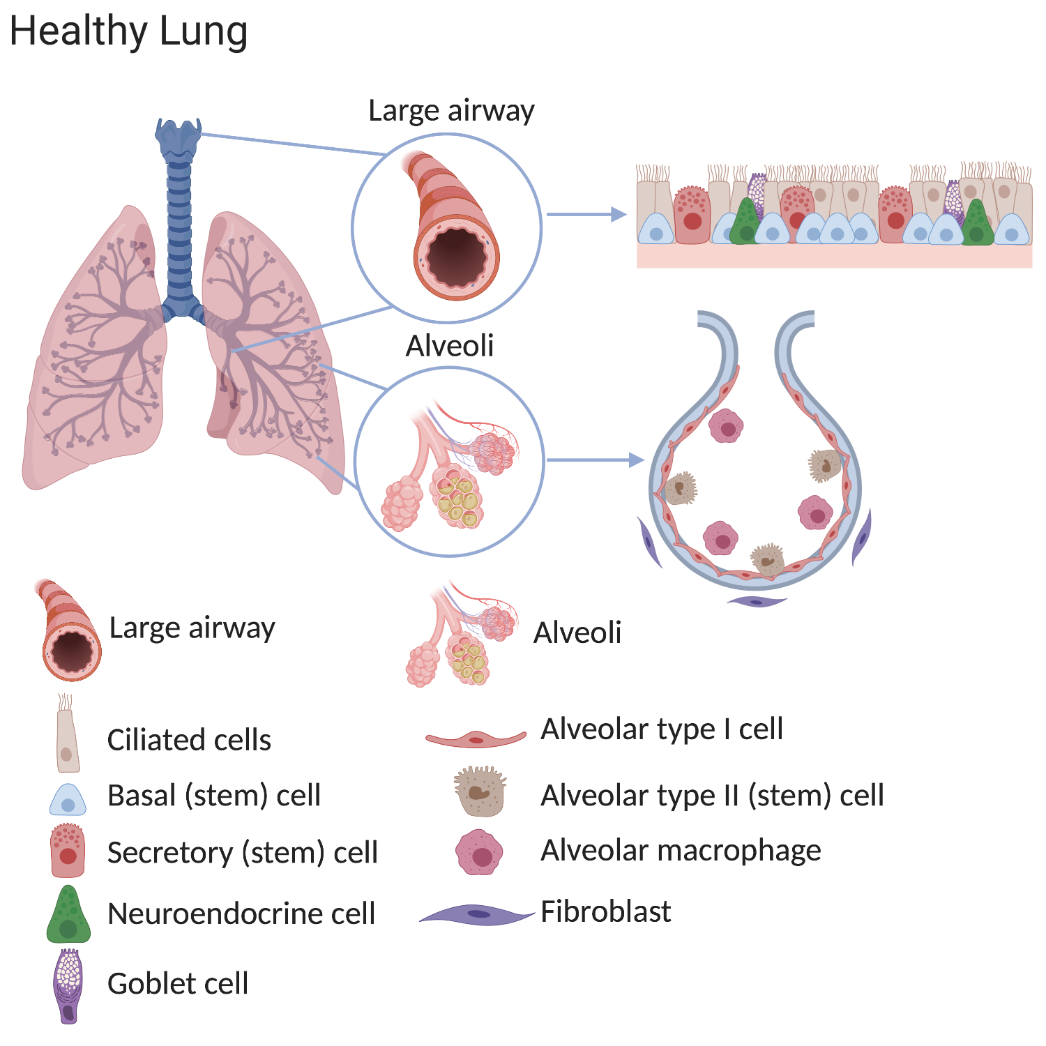 Lung Stem Cells In Health, Repair And Disease | Eurostemcell